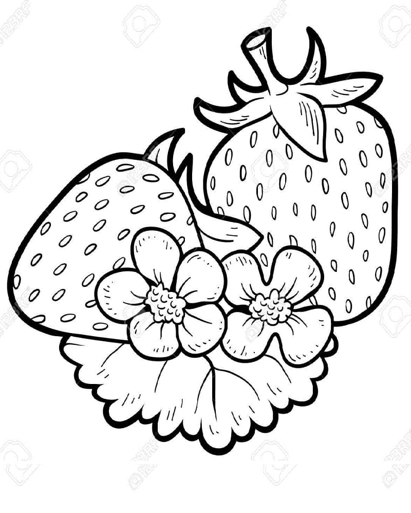 Strawberries Flowers Coloring Page